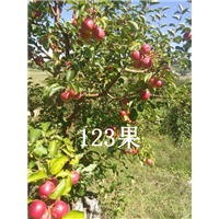 吉林123果，123果批发 