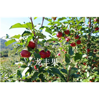 辽源龙丰果出售