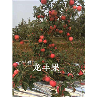 吉林龙丰果批发