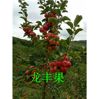 吉林龙丰果，吉林苹果代办 