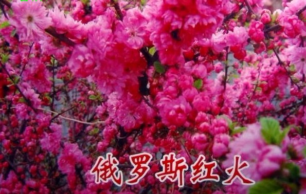 俄罗斯红火-吉林北美海棠@吉林矮化寒富苹果苗