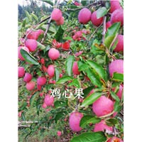 吉林鸡心果代办