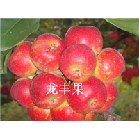 吉林龙丰果，吉林黄太平果代办