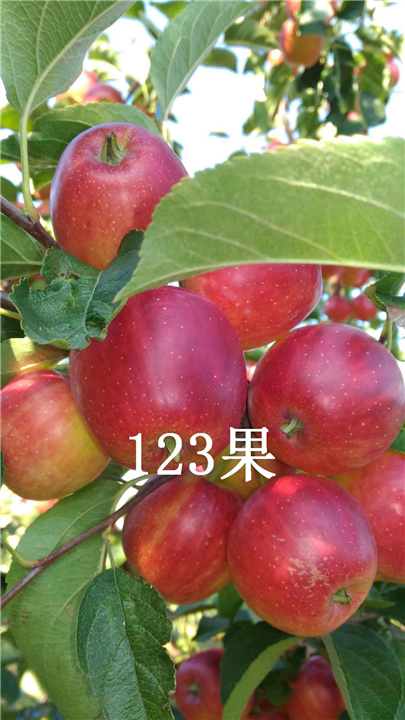 辽源123苹果
