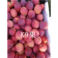 辽源K9苹果代办