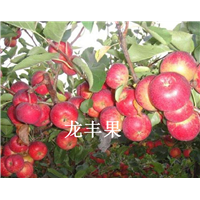 吉林龙丰果，辽源黄太平果