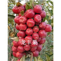 东北龙丰果基地