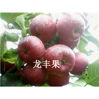 吉林龙丰果
