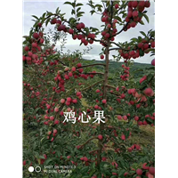 东丰县鸡心果代办