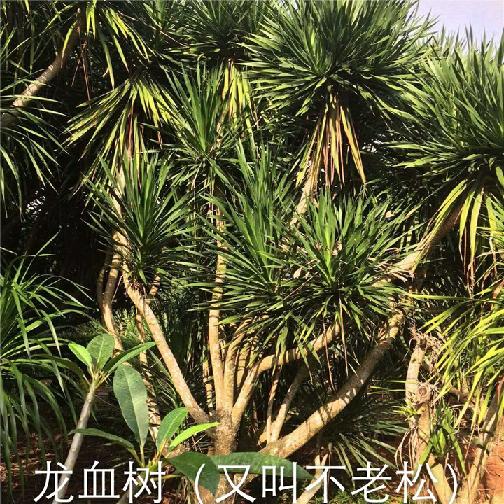 海南龙血树@海口龙血树@13118912935