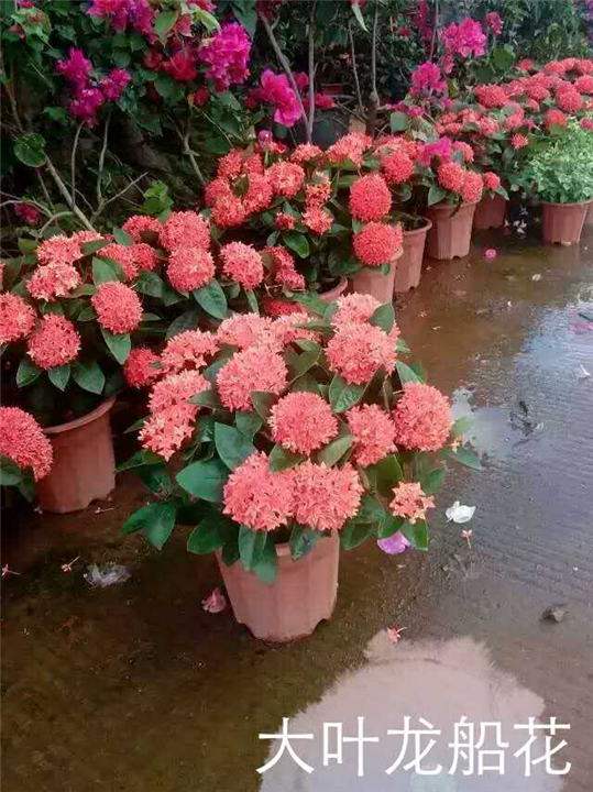 海南大叶龙船花@13118912935 洪经理