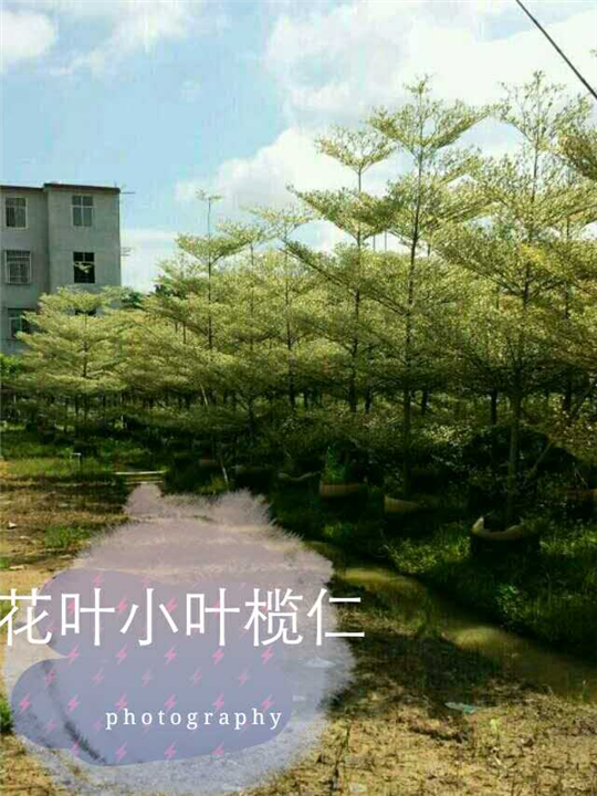 海南花叶小叶榄仁@13118912935 洪经理