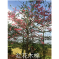 海南红花木棉@海口红花木棉@13118912935
