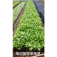 海边植物草海棠@欢迎来电咨询13118912935