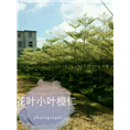 海南花叶小叶榄仁@13118912935 洪经理