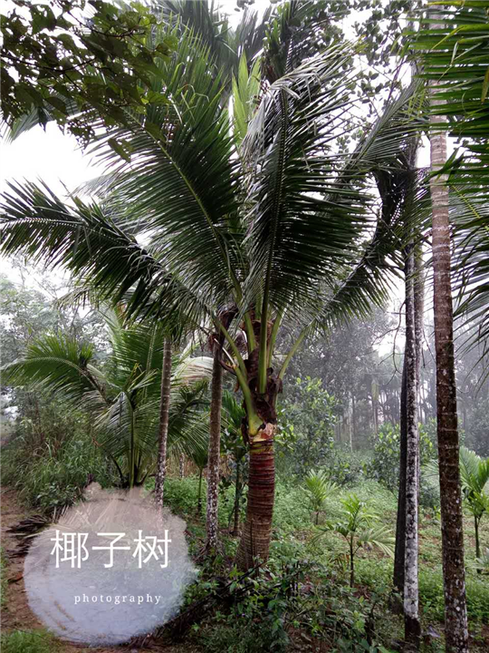 海南椰子树&海口椰子树
