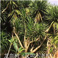 海南龙血树@海口龙血树@13118912935
