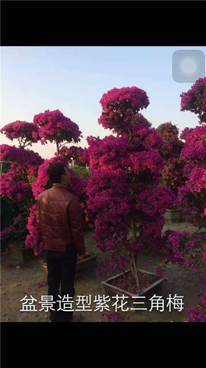 盆景造型紫花三角梅@13118912935