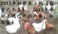 西安原生态土鸡好吃吗 