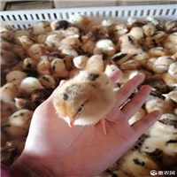 西安土鸡蛋百度爱采购