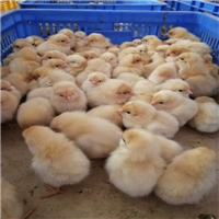 宝鸡哪里有出售鸡苗的