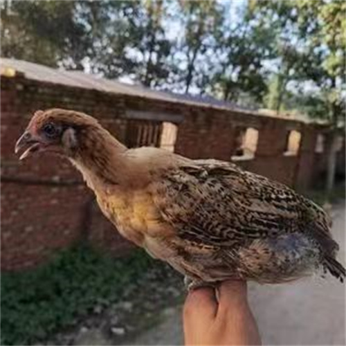 西安土鸡蛋厂家