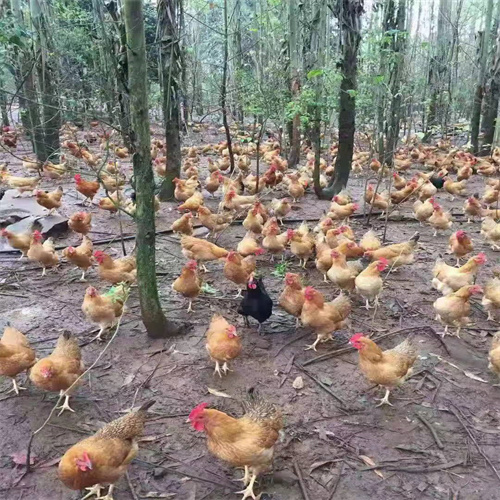 西安土鸡蛋促销价格