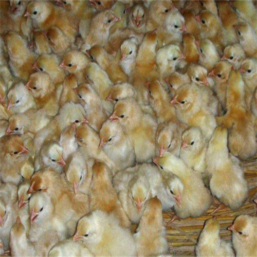 陕西省散装土鸡蛋批发采购