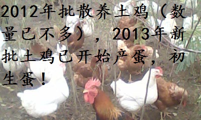 西安原生态土鸡好吃吗 