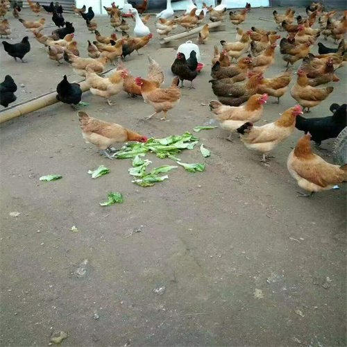 西安土鸡蛋价格