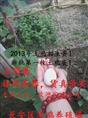 西安原生态土鸡蛋|西安土鸡蛋哪有卖 