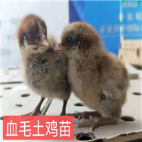 陇南哪里出售鸡苗