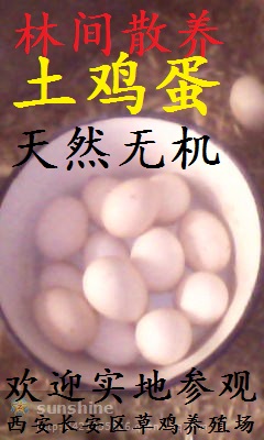 陕西土鸡蛋|西安土鸡蛋 