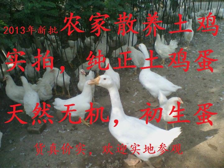 西安哪有土鸡出售 