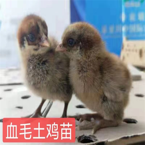陇南哪里出售鸡苗