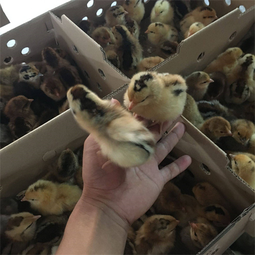 陕西省白壳蛋土鸡蛋批发采购