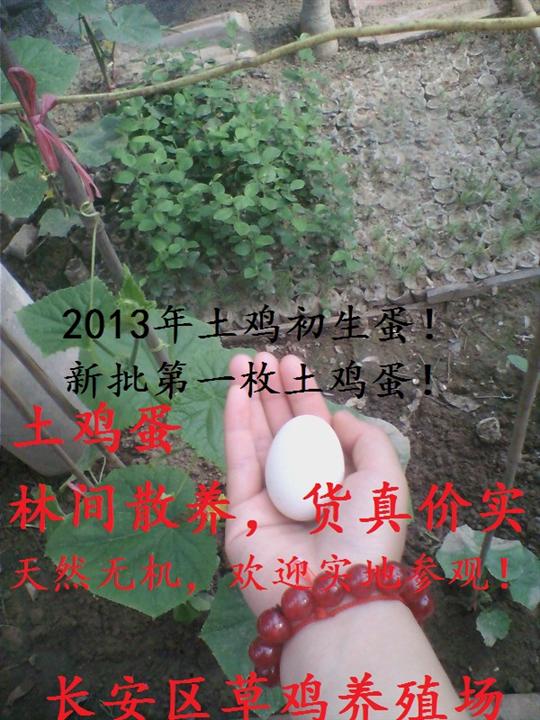 西安原生态土鸡蛋|西安土鸡蛋哪有卖 