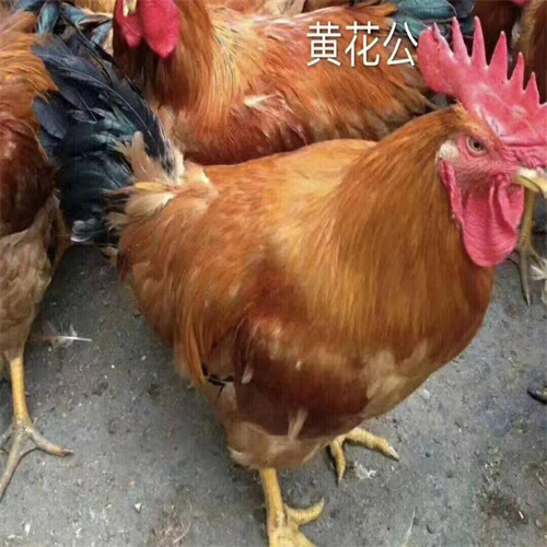 西安土鸡蛋价格大全