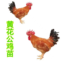 西安土鸡蛋批发报价