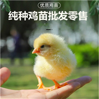 西安哪里出售鸡苗