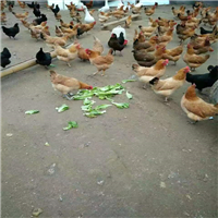 西安土鸡蛋价格