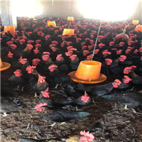 西安土鸡怎么卖