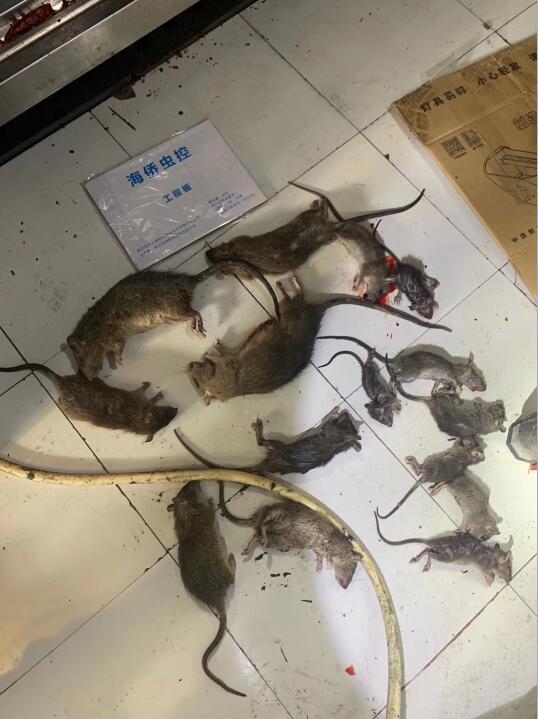 宜宾市杀虫灭鼠 