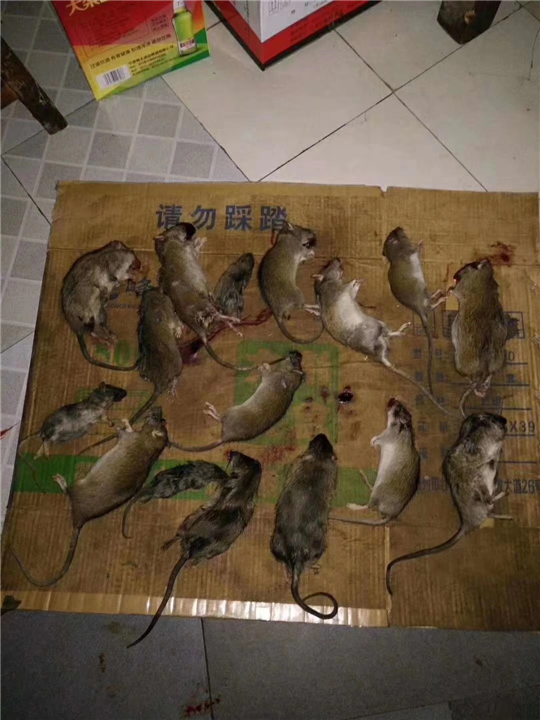 宜宾灭鼠