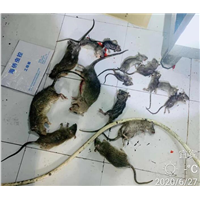 宜宾灭鼠消杀公司 