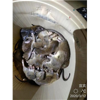 宜宾专业灭鼠公司 