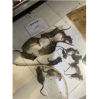 宜宾市杀虫灭鼠 