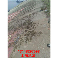 低价出售河南地龙