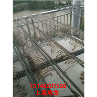 低价出售河南地龙