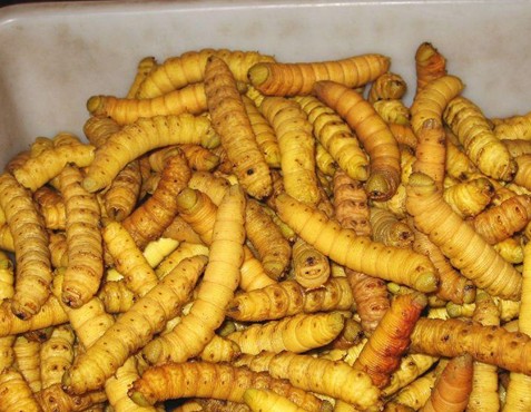 低价出售河南豆虫-豆虫3